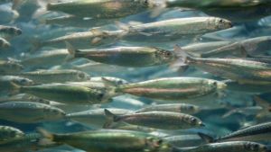 冷水魚含生物素嗎？