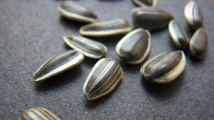 葵花籽含生物素嗎？