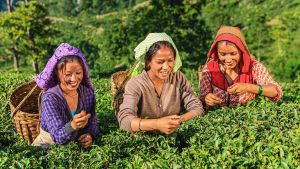 大吉嶺茶的好處