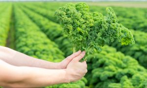 羽衣甘藍的6大好處