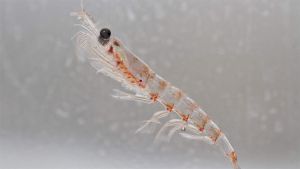 磷蝦的健康益處