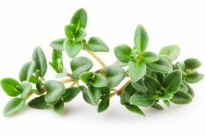 百里香對皮膚的功效