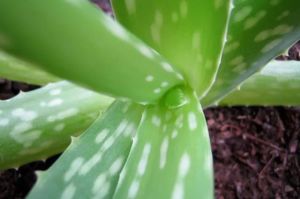 防曬霜的天然替代品