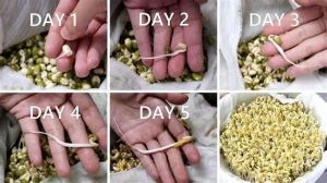 如何製作綠豆芽？