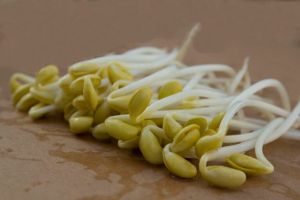 綠豆芽對頭髮的美容作用