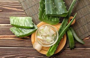 蘆薈使用時的常見問題