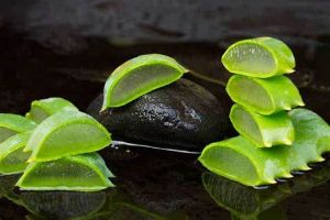 蘆薈的其他用途