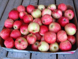 有利於頭髮生長的水果：蘋果