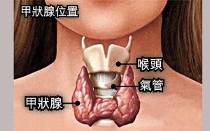 焦躁腹瀉掉髮 恐是甲亢上身