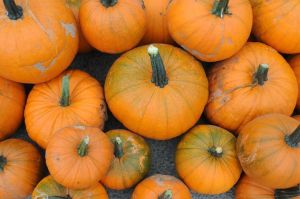 南瓜變苦不能吃 醫生警告恐大量掉髮