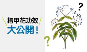 指甲花能緩解掉髮，還能增加髮量？