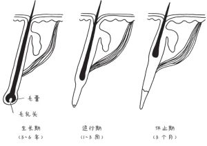 常見頭髮問題 對抗頭皮屑與脱髮