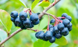 黑莓的營養成分