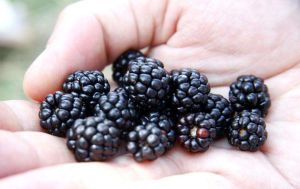 黑莓中含有多少碳水化合物？