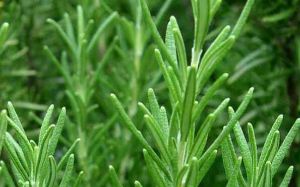 迷迭香和咖啡一樣提神 它還能養髮