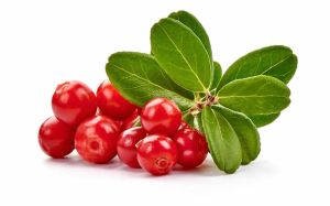 越橘對皮膚的好處有哪些