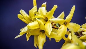 依蘭油 好處 如何使用 適合人羣