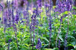 鼠尾草精油 好處 如何使用 適合人羣