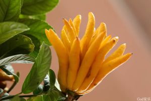 佛手柑油 好處 如何使用 適合人羣