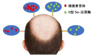 生物素對預防男性脱髮至關重要嗎