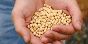 大豆卵磷脂的好處