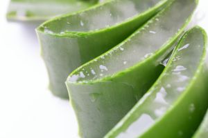 蘆薈對頭髮的神奇功效