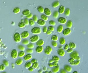 小球藻，宇航員感興趣的食物，甚至可以防止脱髮嗎？