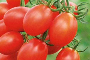 櫻桃番茄能預防脱髮嗎？