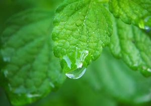 一種很好的治療肥胖和預防脱髮的草藥，檸檬香脂