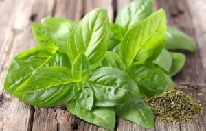 羅勒驚人的藥用價值