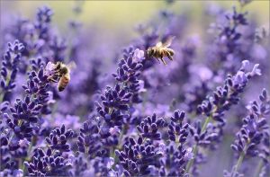 薰衣草的 10 大好處，如何使效果加倍