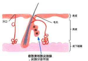 脂溢性脱髮可以停止的！