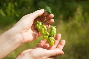 啤酒花提取物防止脱髮