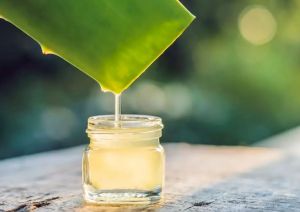 五種讓頭髮更有韌性的蘆薈療法