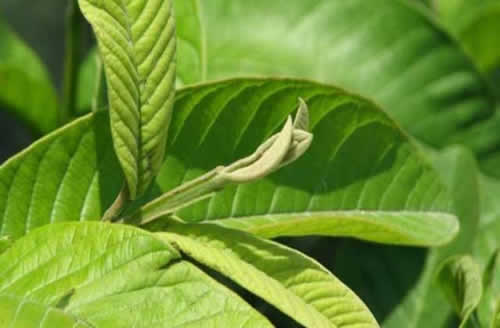 番石榴葉治療脱髮 番石榴葉治療脱髮