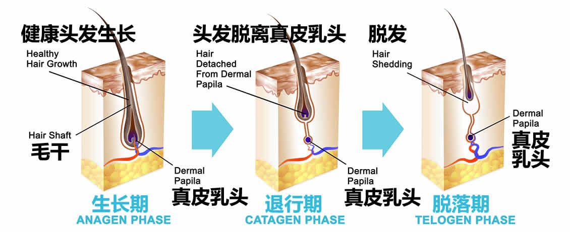 【圖】頭髮生長週期三階段 【圖】頭髮生長週期三階段