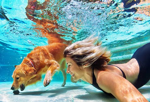 在游泳池裏 在游泳池裏