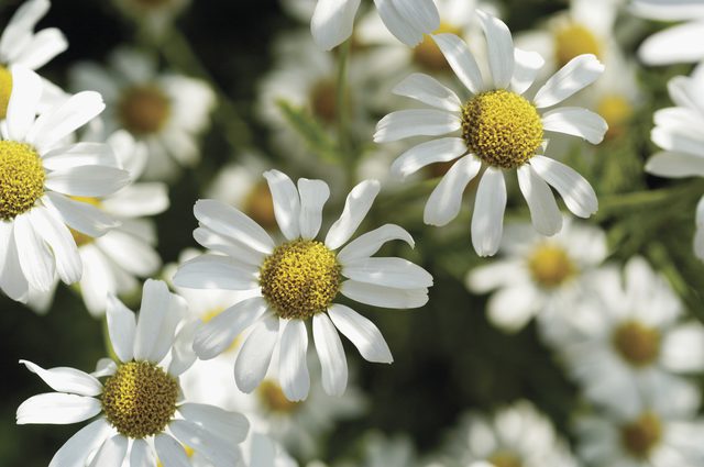 洋甘菊茶 洋甘菊茶