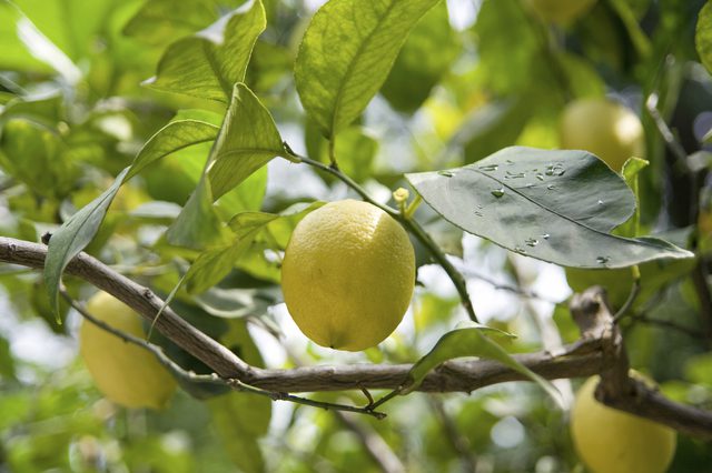 天然檸檬富含多種維生素 天然檸檬富含多種維生素