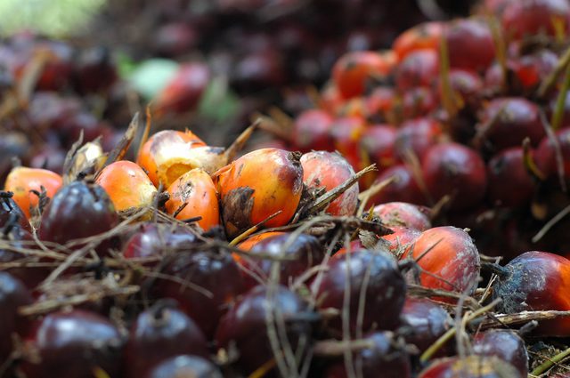 棕櫚油對抗癌症 棕櫚油對抗癌症