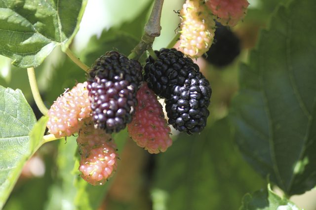 桑樹上的桑葚 桑樹上的桑葚