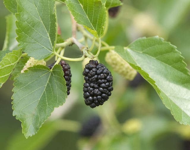 樹上的成熟桑椹 樹上的成熟桑椹