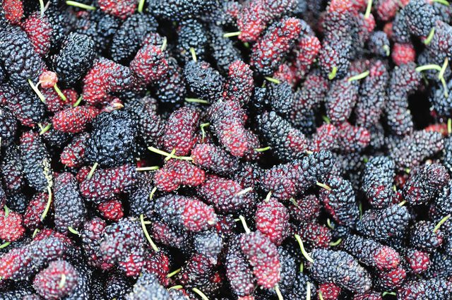 新鮮桑樹 新鮮桑樹