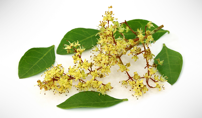 指甲花的葉子——治療雄激素性脱髮 指甲花的葉子——治療雄激素性脱髮