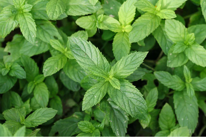 薄荷 薄荷
