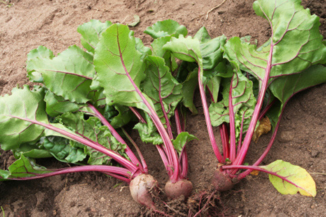 甜菜葉子 甜菜葉子