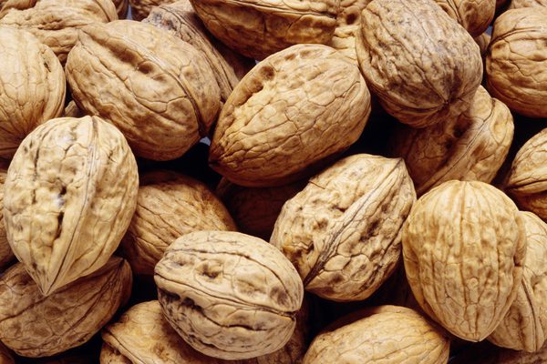 <a href='t/t_1329' title='核桃' target='_blank'>核桃</a> 核桃