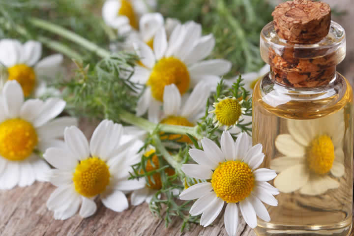 洋甘菊精油 洋甘菊精油