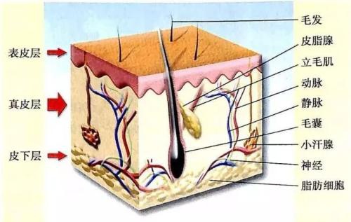引起毛髮收縮的立毛肌附着於毛囊,其附着點下部稱為毛囊下部,其上剛 立毛肌