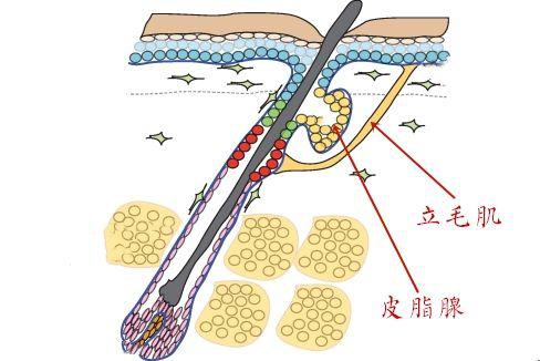 皮脂腺與立毛肌 立毛肌